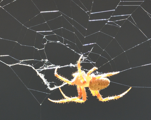 Spotted Orbweaver
