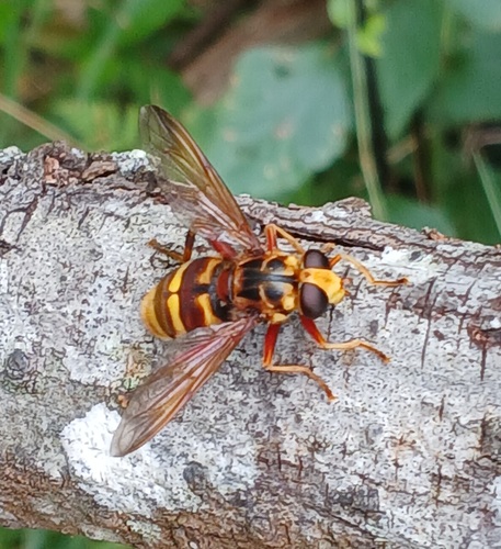 Milesia crabroniformis