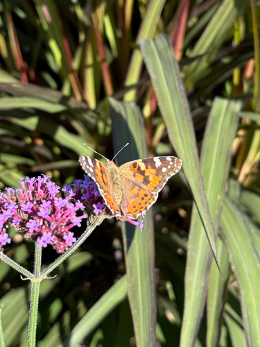 Painted Lady