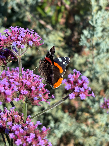 Red Admiral