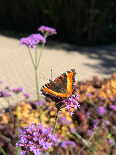 Milbert's Tortoiseshell