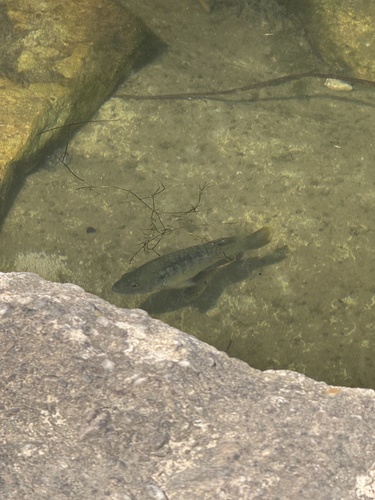Green Sunfish