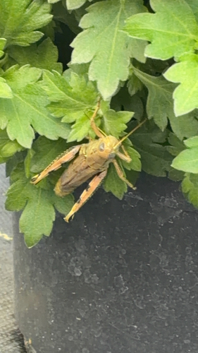 Differential Grasshopper