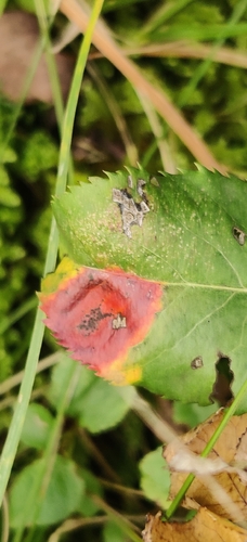 Pear Rust