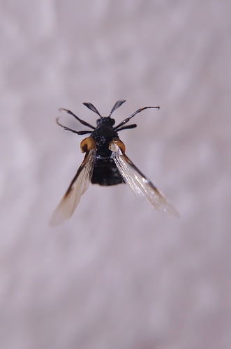 Ripiphorus