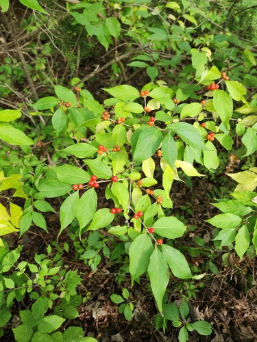Amur honeysuckle