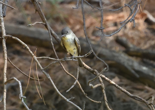 Eastern Phoebe
