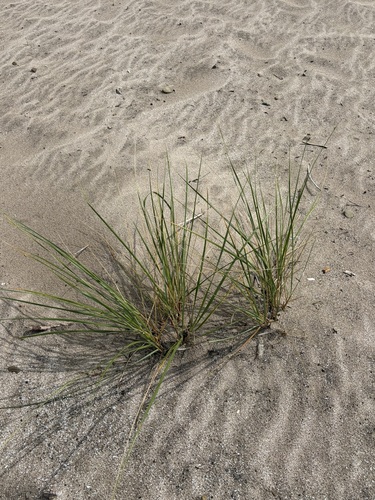 American marram grass