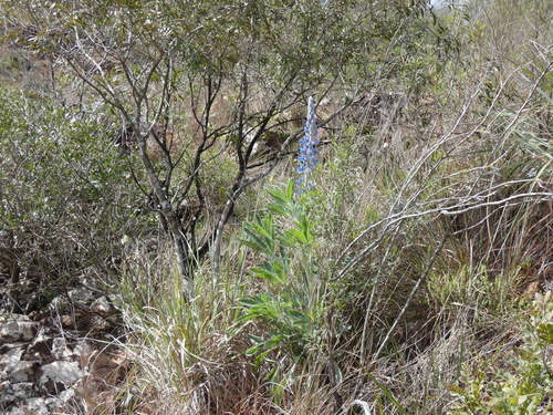 Lupinus paraguariensis