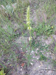 Stachys atherocalyx