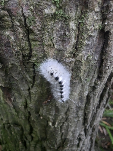 Hickory Tussock Moth
