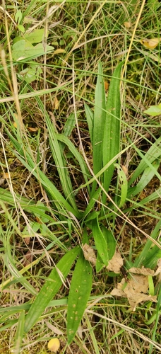 ribwort plantain