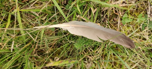 Common Wood-Pigeon