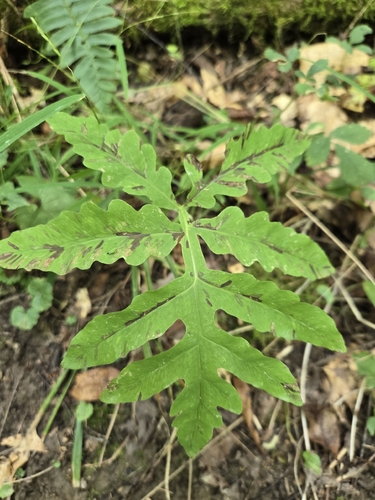 sensitive fern