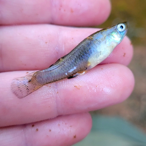Western Mosquitofish