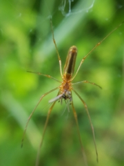 Tetragnatha montana