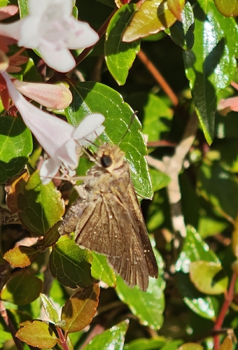 Pale Small-branded Swift