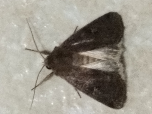 Square-spot Rustic