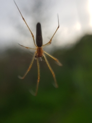 Tetragnatha montana