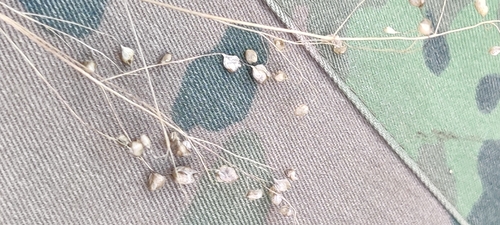 Quaking-grass