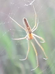 Tetragnatha montana