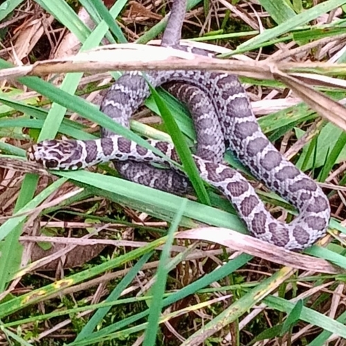 Blue Racer