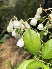 Zenobia pulverulenta