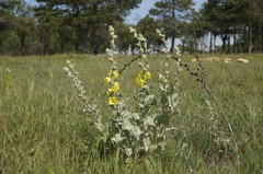 Verbascum undulatum