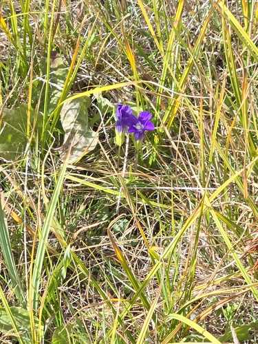 Gentianopsis thermalis, 2026-09-16