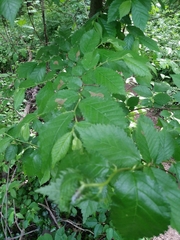 Ulmus