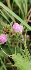 Galeopsis angustifolia, photograph (c) Ondřej Křivan, some rights reserved (CC BY)