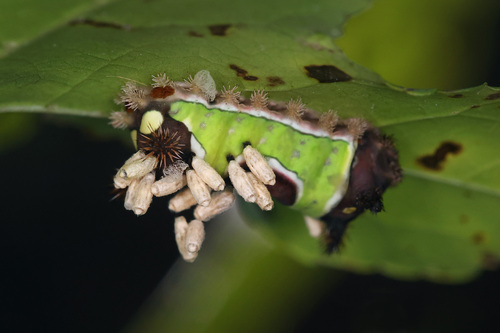 Saddleback Caterpillar Parasitoid Wasp