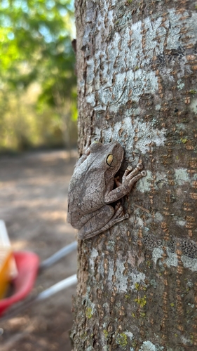 Emerald-eyed Tree Frog