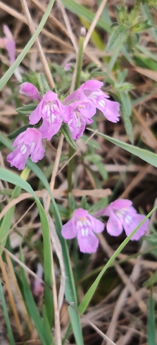 Galeopsis angustifolia, photograph 4