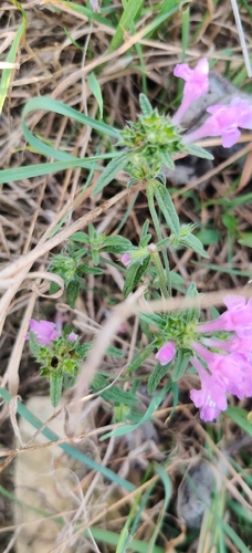 Galeopsis angustifolia, photograph 5