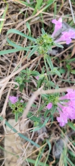 Galeopsis angustifolia, photograph (c) Ondřej Křivan, some rights reserved (CC BY)