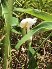 Peltandra sagittifolia