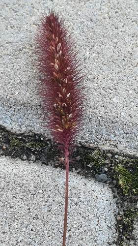 Green Bristle Grass