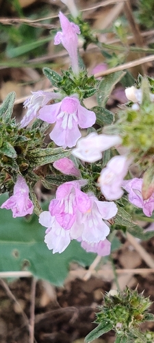 Galeopsis angustifolia, photograph 6