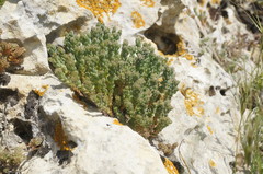 Sedum urvillei