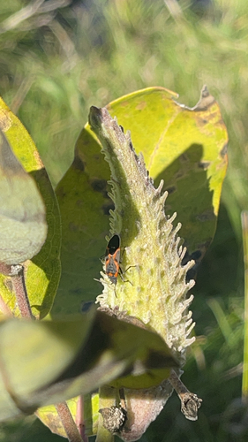 Small Milkweed Bug