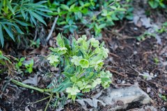 Helleborus foetidus