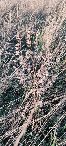 Cynoglossum officinale, photograph 4