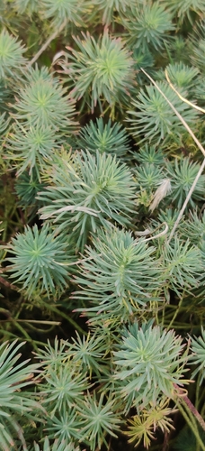 cypress spurge