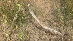 Pituophis catenifer