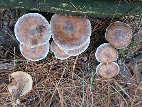 Hertzogia martiorum