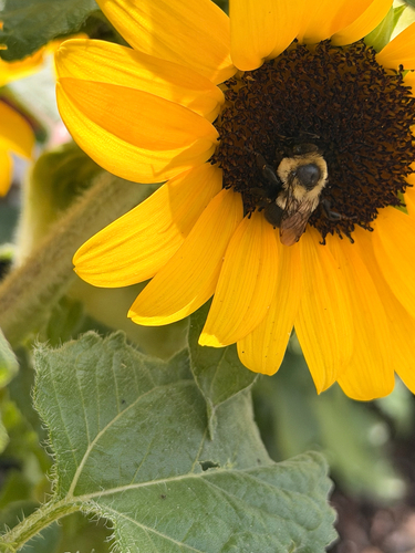 Common Eastern Bumble Bee