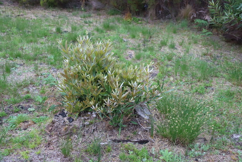 Brabejum stellatifolium, photograph 3