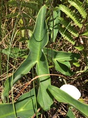 Peltandra sagittifolia