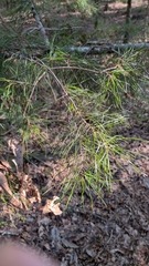 (c) David Wilkins, some rights reserved (CC BY) Pinus glabra, photograph (c) David Wilkins, some rights reserved (CC BY)